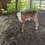 Bottle Calf 1 thumbnail