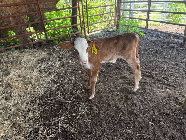 Bottle Calf 1