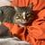 MISSING CAT 1 thumbnail