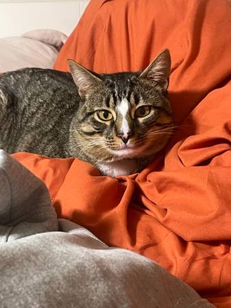 MISSING CAT 1
