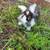 Rabbits 1 thumbnail