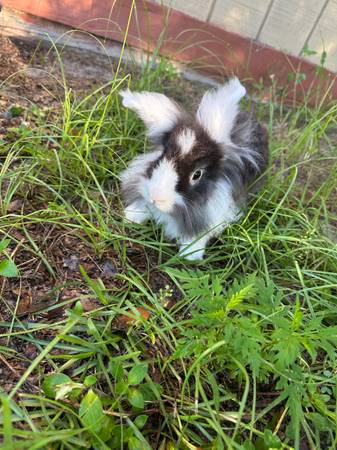 Rabbits 1