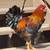 Rooster 2 thumbnail
