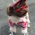 Dog booties  - NEW (Protect your dog's paws) 1 thumbnail