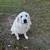 2 yr old female Great Pyrenees free to good home 3 thumbnail