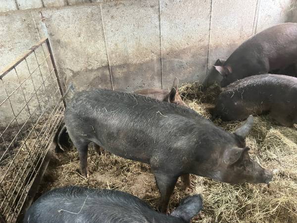 Butcher pigs 1