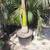 Cuban Royal palms ///// Roystonea regia 17 thumbnail