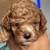 Cockapoo puppies 5 thumbnail