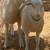 DAIRY SHEEP LAMBS 2 thumbnail
