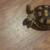 Tortoise 2 thumbnail