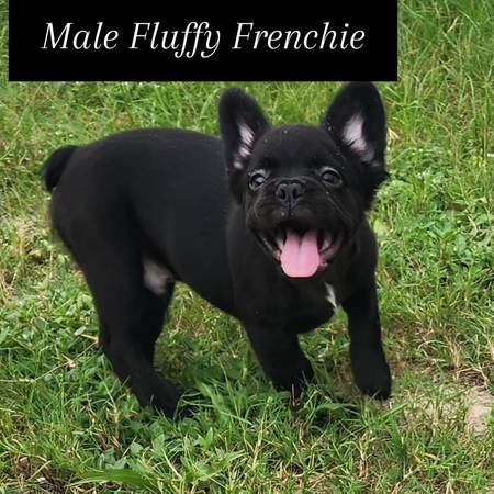 Male Fluffy Frenchies (Weirsdale)63687882992129122