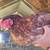 Chicken run, coop and chickens 6 thumbnail