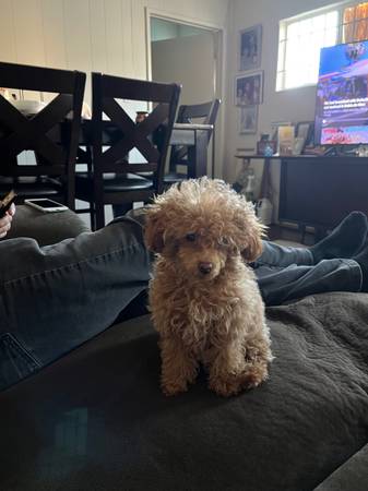 Female Miniature Toy Poodle (san leandro)63836592080769121