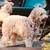 Goldendoodle Guardian home opportunity 14 thumbnail