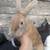 LARGE BREED RABBITS, TRIOS, NZ CALI FLEMISH REX 4 thumbnail