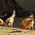 Gallinas 2 thumbnail