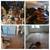 123Hoarding, Fast, Professional And Affordable Hoarder Cleanup 8 thumbnail