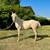 Horse AQHA Yearling Gelding  *Reduced* 2 thumbnail