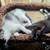 3 month old kittens 4 thumbnail