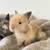 Bunny 3 thumbnail