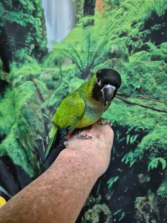 Nanday Conure (Burkburnett)63852007401731121