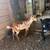Nigerian Dwarf bucks and does 6 thumbnail