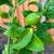 Organic Lemon tree with fruits on it 4 thumbnail