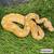 Banana Morphs Ball Python Hatchlings Babies 2 thumbnail