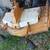 6 foot woods finish mower 2 thumbnail