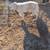Great pyrenees 2 thumbnail