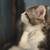 Persian mixed kitten 4 thumbnail