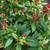Various plants/flowering 7 thumbnail