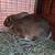 Rabbit Does for breeding meat rabbits 4 thumbnail