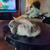 Holland Mini Lop Baby needs new home 2 thumbnail