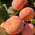 Fuyu persimmons 4 thumbnail