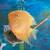 Group of Severum’s fish 10 thumbnail