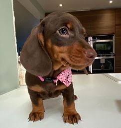 Sweet Short Haired Dachshunds Puppies 1