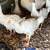 Sebastopol Goslings (Geese Babies) 2M/3F 6 thumbnail
