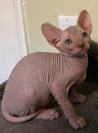 Sphynx (Peoria)64048128803971122