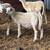 Katahdin sheep 2 thumbnail