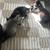 Kittens (8 Weeks) 4 thumbnail