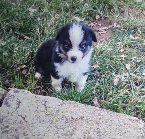Mini Australian shepherds puppies. (Auburn)63848874653441121