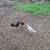 Chickens 4 thumbnail