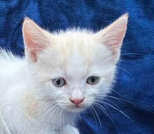 gatito blanco cremoso con orejas y cola naranjas (Austin)