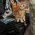 kittens 6 thumbnail