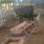Bred cattle 5 thumbnail