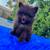 Chocolate pomeranian male 4 thumbnail