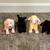 TY BEANBIE BABIES COLLECTION 3 thumbnail