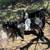 Boer wethers 2 thumbnail