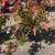 Begonia 10 thumbnail